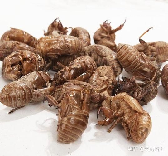 太突然！又一味中药材价格暴涨，有的涨至1000元/公斤