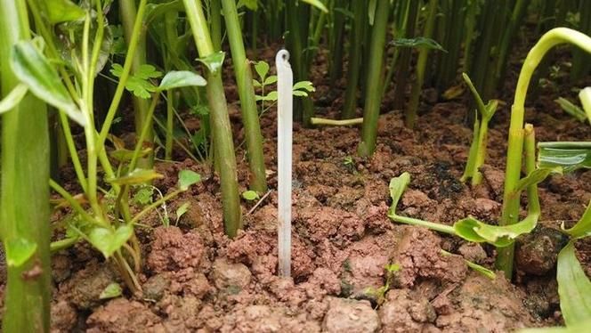 威远县锅炉早子姜种植技术要点