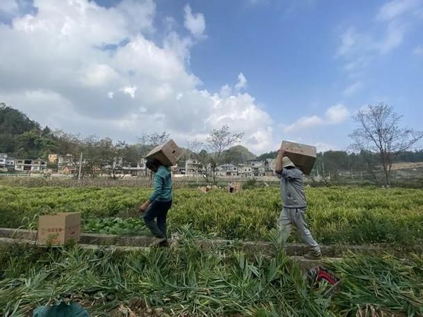 威远县锅炉早子姜种植技术要点