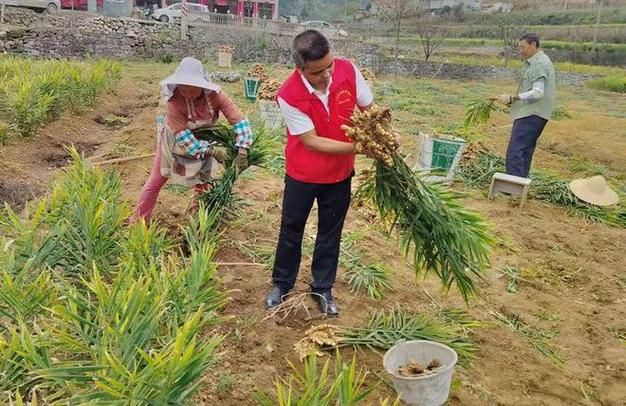 威远县锅炉早子姜种植技术要点
