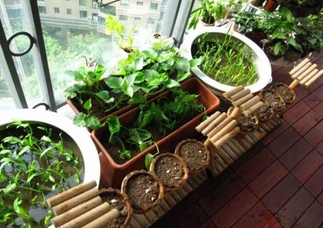 菠萝蜜盆栽种植方法如下