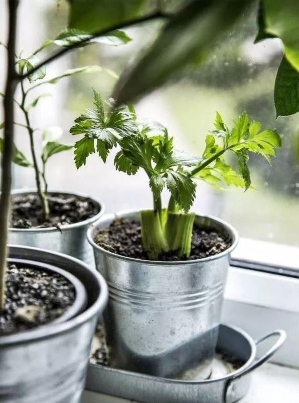 菠萝蜜盆栽种植方法如下
