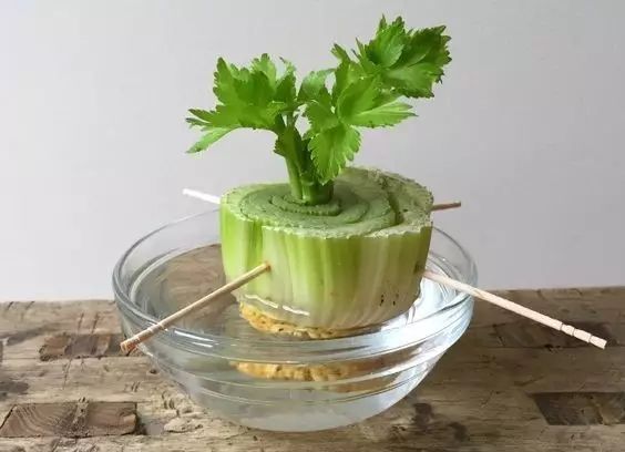 菠萝蜜盆栽种植方法如下