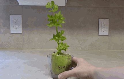 菠萝蜜盆栽种植方法如下