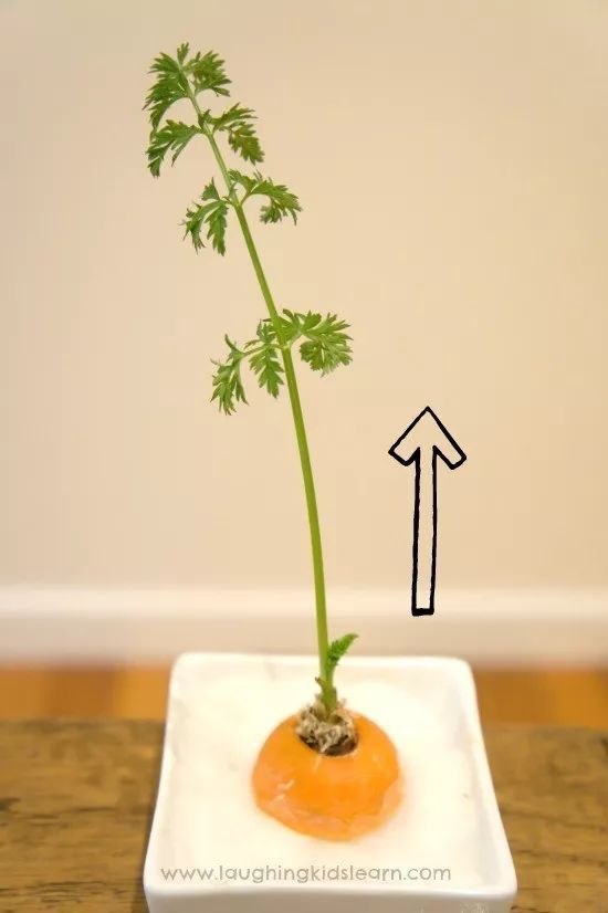 菠萝蜜盆栽种植方法如下
