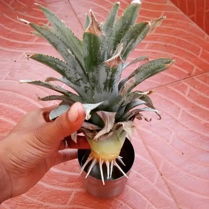 菠萝蜜盆栽种植方法如下