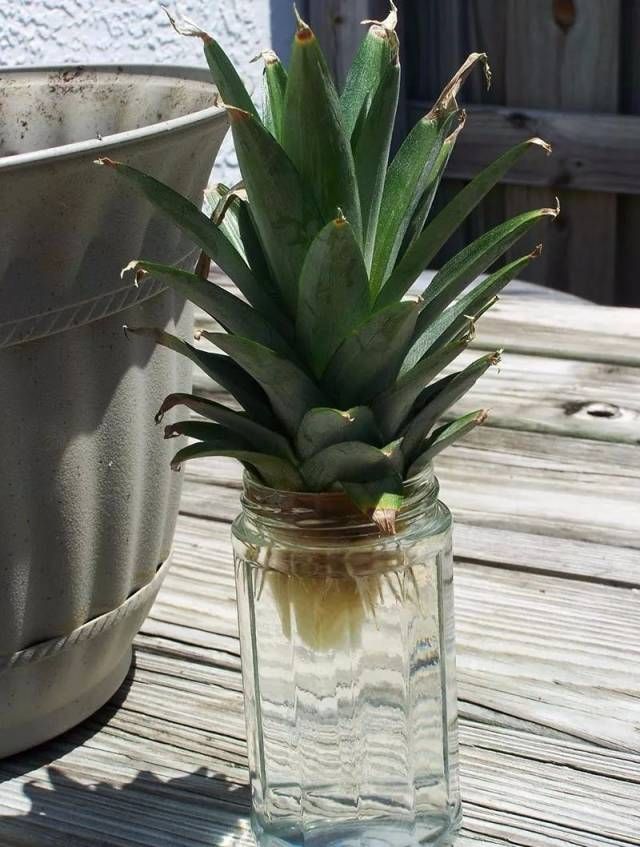 菠萝蜜盆栽种植方法如下