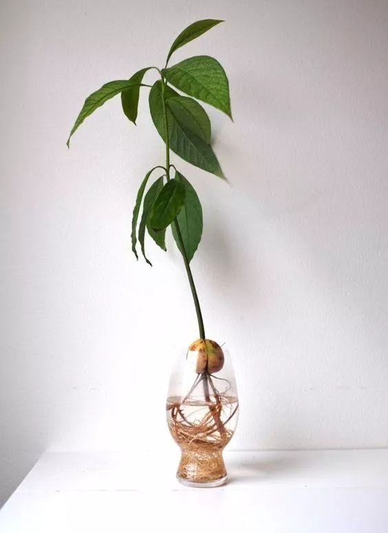 菠萝蜜盆栽种植方法如下