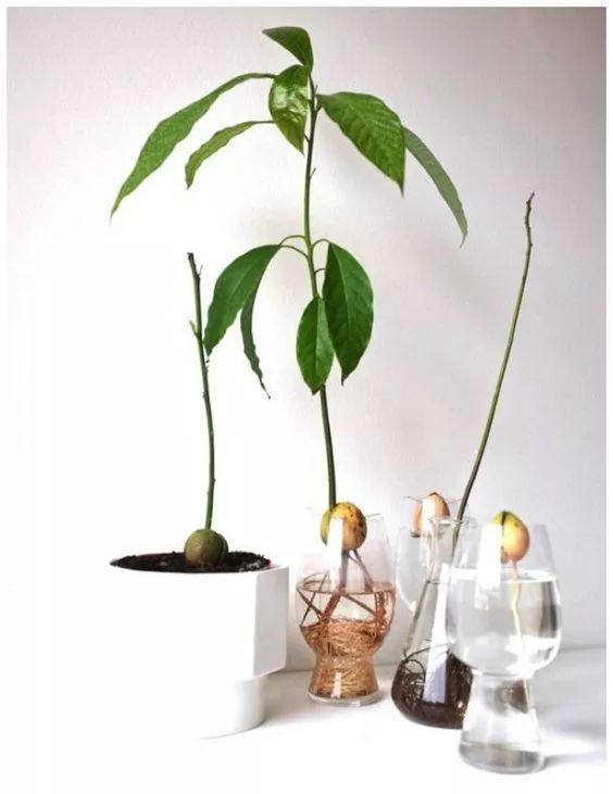 菠萝蜜盆栽种植方法如下