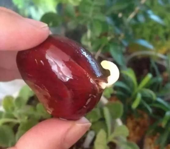 菠萝蜜盆栽种植方法如下