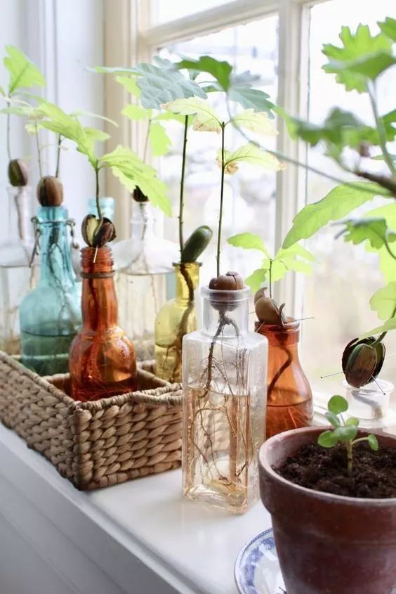 菠萝蜜盆栽种植方法如下