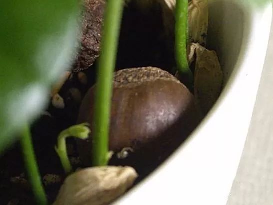 菠萝蜜盆栽种植方法如下