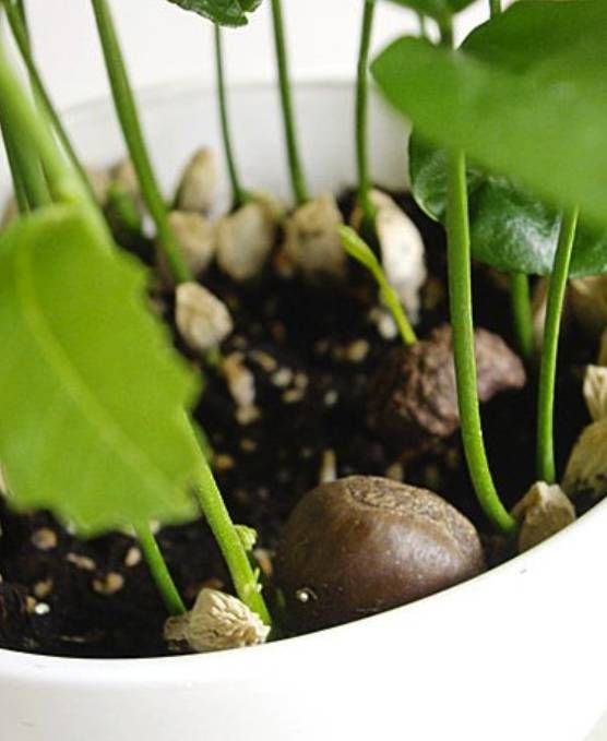 菠萝蜜盆栽种植方法如下