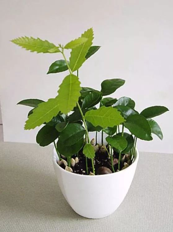 菠萝蜜盆栽种植方法如下