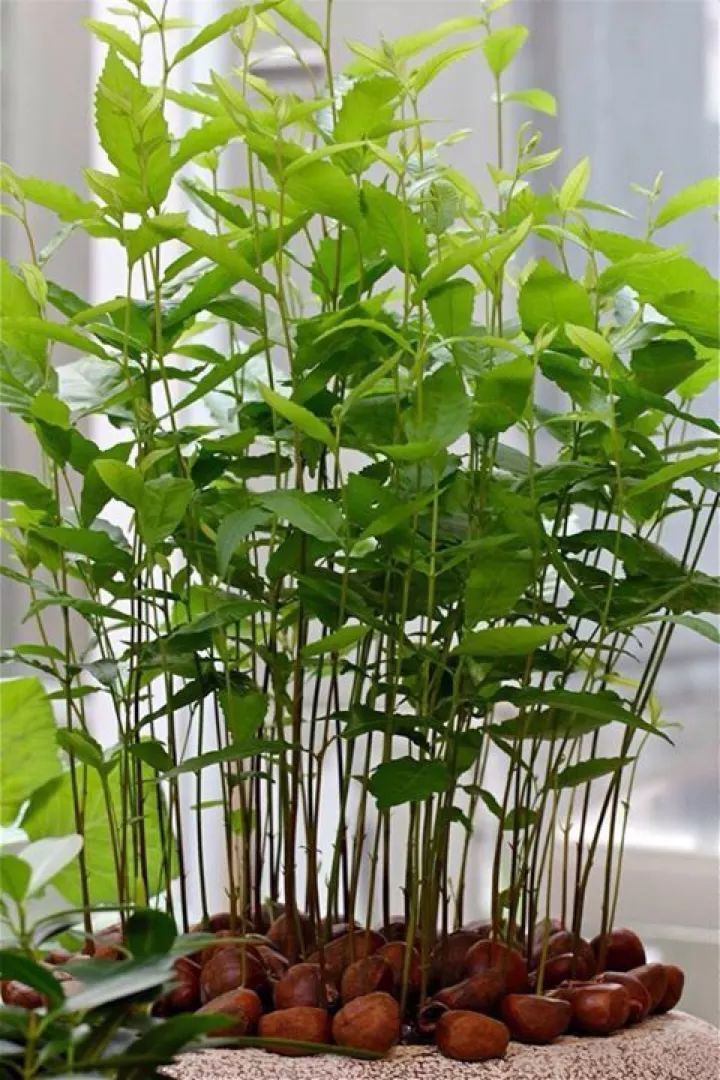 菠萝蜜盆栽种植方法如下