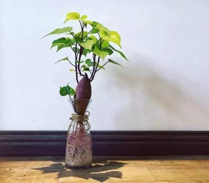 菠萝蜜盆栽种植方法如下