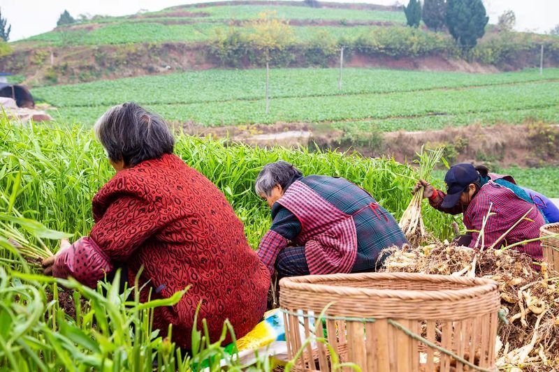 威远县锅炉早子姜种植技术要点
