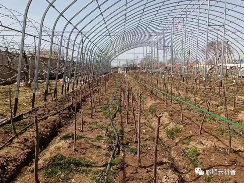 盆栽樱桃树种植方法