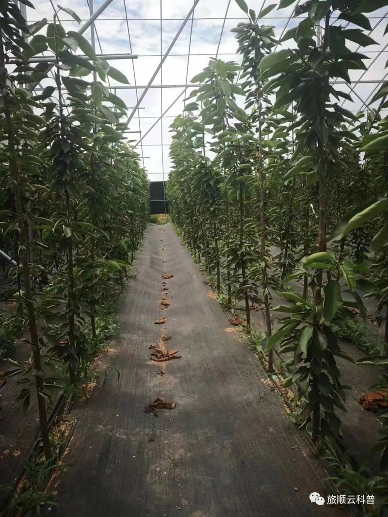 盆栽樱桃树种植方法
