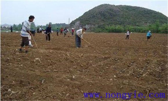 威远县锅炉早子姜种植技术要点