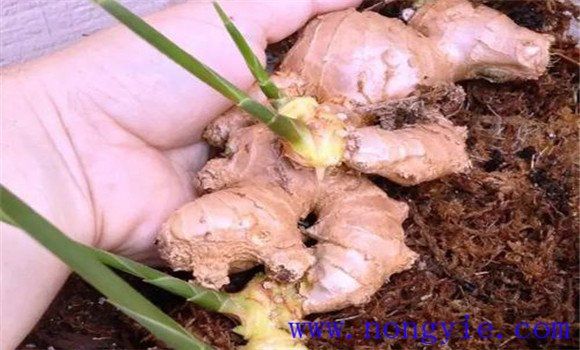 威远县锅炉早子姜种植技术要点