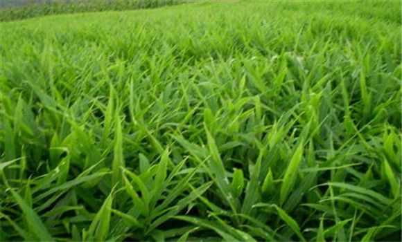威远县锅炉早子姜种植技术要点