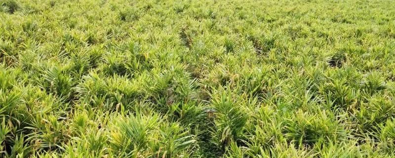 威远县锅炉早子姜种植技术要点