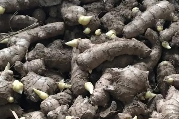 威远县锅炉早子姜种植技术要点