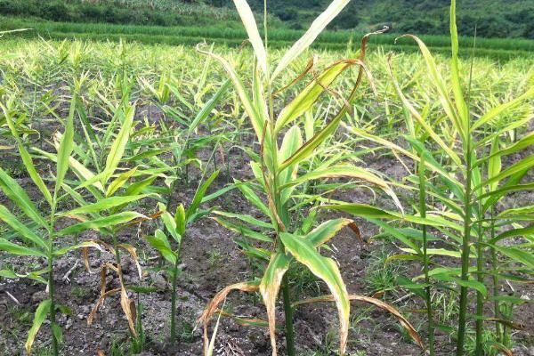 威远县锅炉早子姜种植技术要点