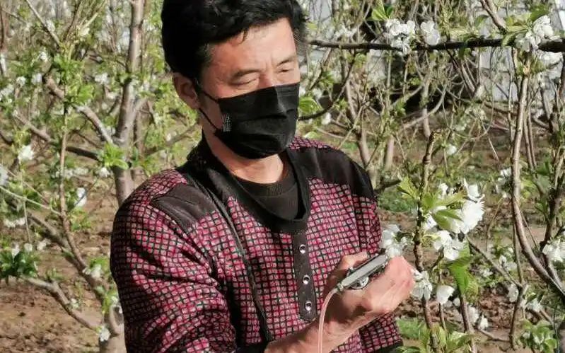 盆栽樱桃树种植方法