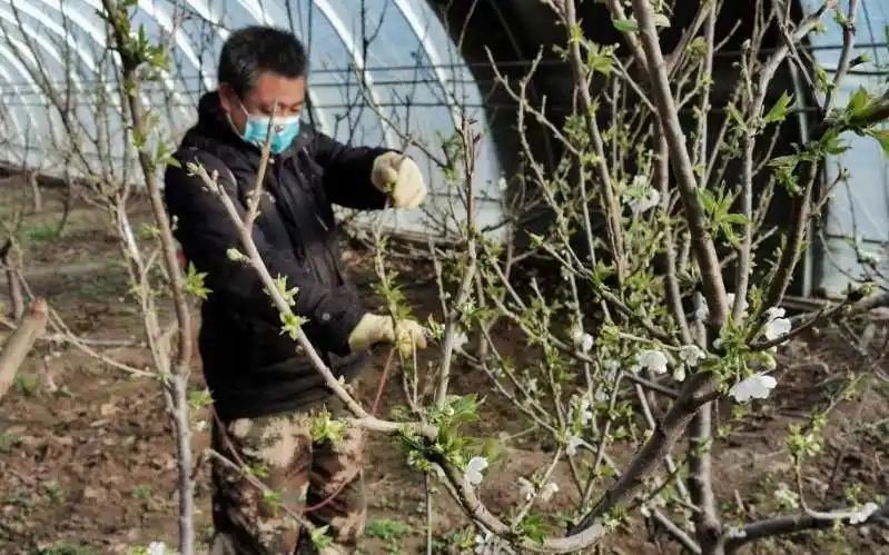 盆栽樱桃树种植方法