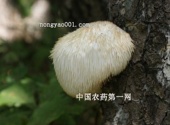 猴头菇的种植技术