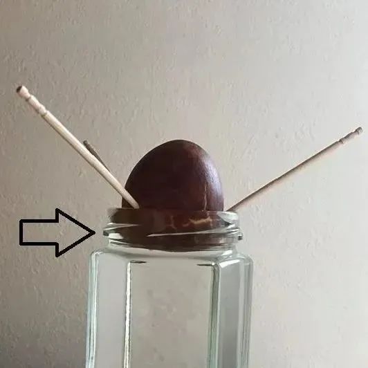 菠萝蜜盆栽种植方法如下