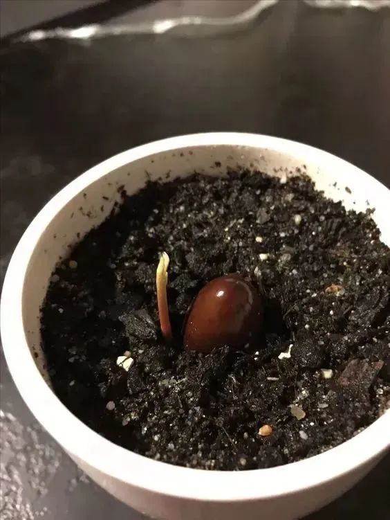菠萝蜜盆栽种植方法如下