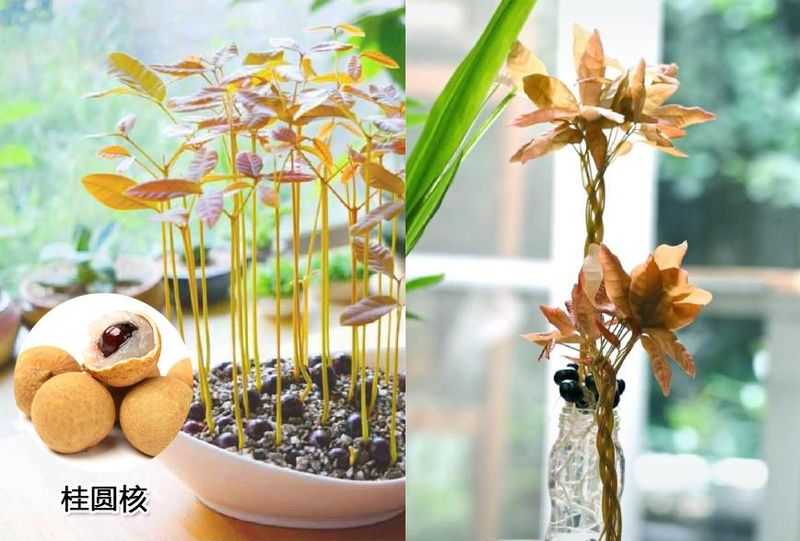 菠萝蜜盆栽种植方法如下