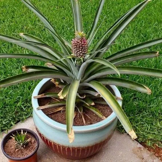 菠萝蜜盆栽种植方法如下