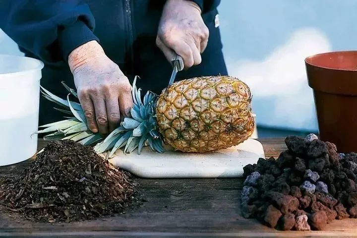 菠萝蜜盆栽种植方法如下