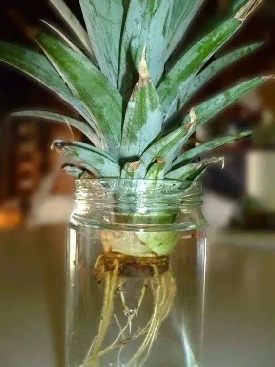 菠萝蜜盆栽种植方法如下