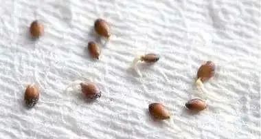 菠萝蜜盆栽种植方法如下