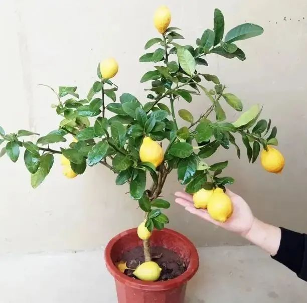 菠萝蜜盆栽种植方法如下
