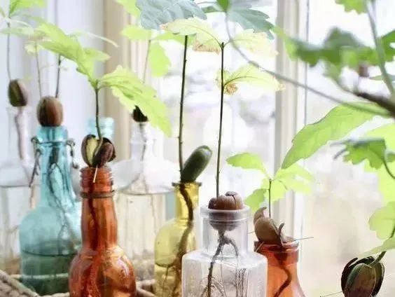菠萝蜜盆栽种植方法如下