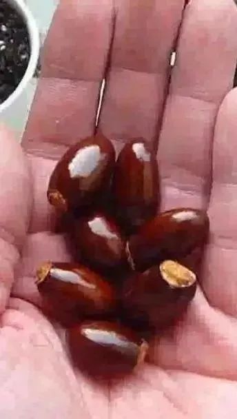 菠萝蜜盆栽种植方法如下