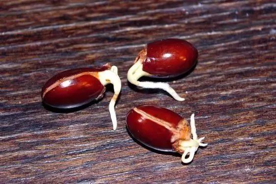 菠萝蜜盆栽种植方法如下