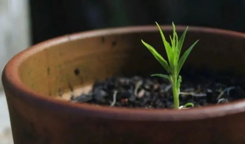 菠萝蜜盆栽种植方法如下