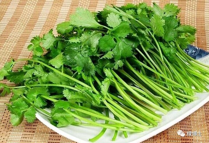 香菜种植时间和方法