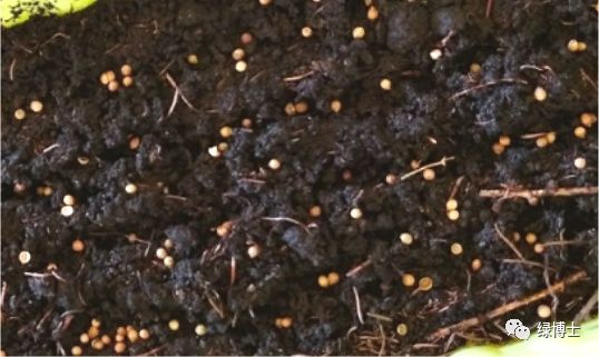 香菜种植时间和方法
