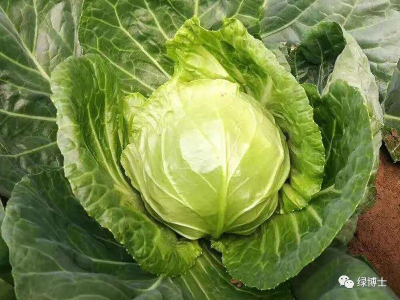 香菜种植时间和方法