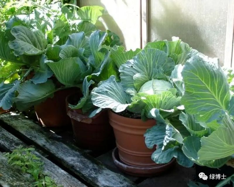香菜种植时间和方法