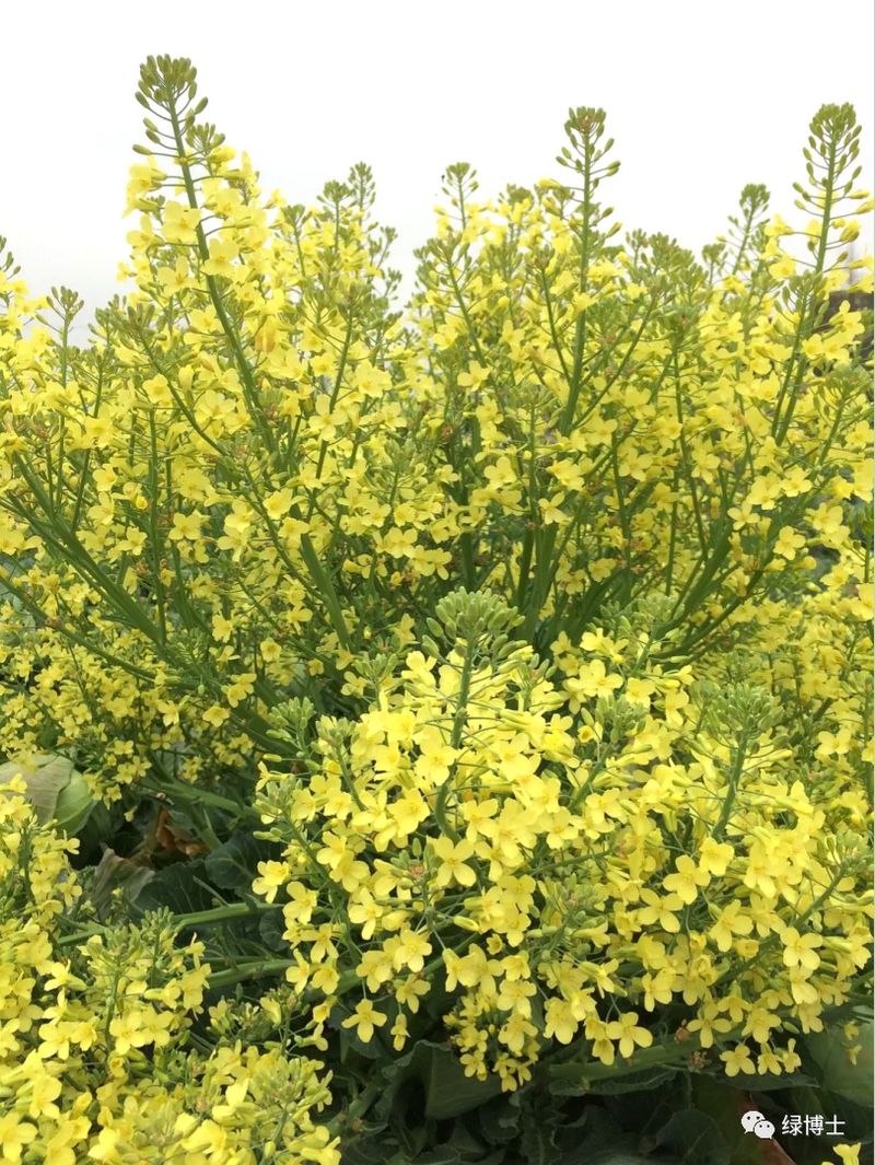香菜种植时间和方法