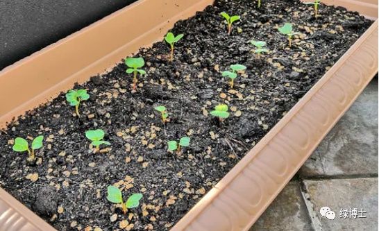 香菜种植时间和方法